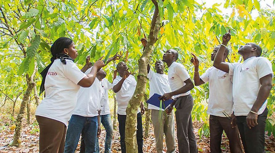 Cargill zet koers naar duurzaamheid van cacao
