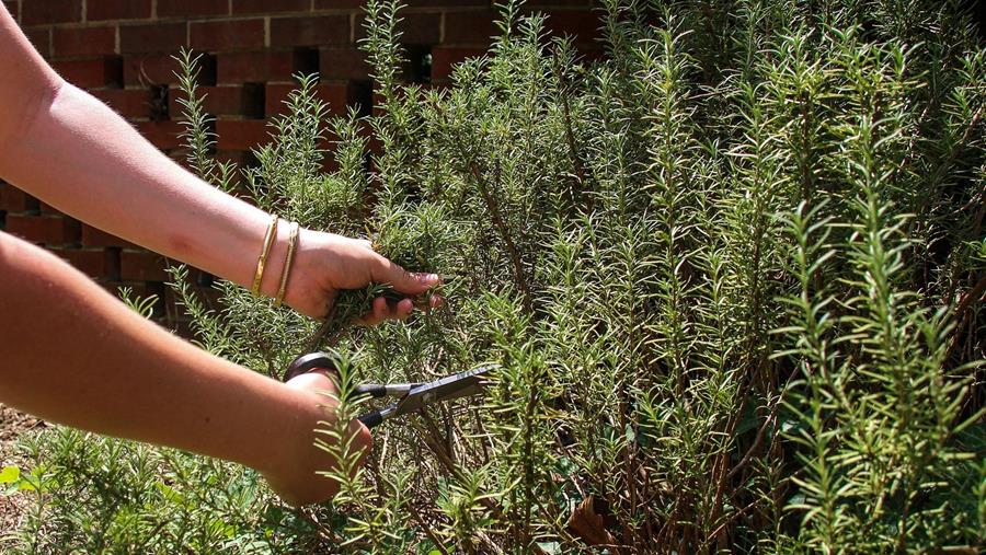 WHAT DO YOU NEED FOR PRUNING?