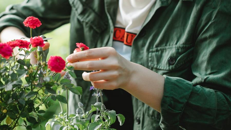 WHAT DO YOU NEED FOR PRUNING?