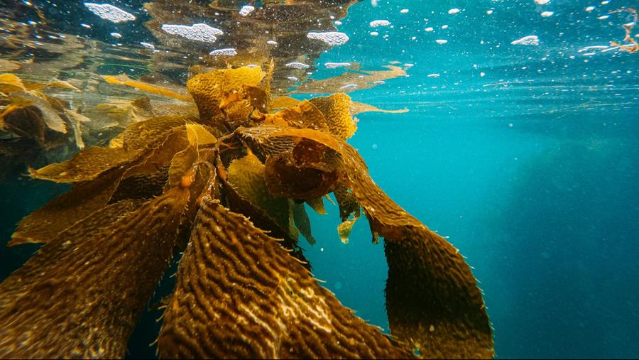 20 espèces d'algues autorisées pour la consommation humaine