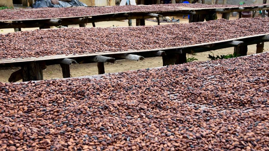 Nieuw engagement voor duurzame cacao