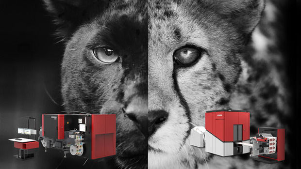 Deux fauves taillés pour la course seront lâchés à Labelexpo Europe