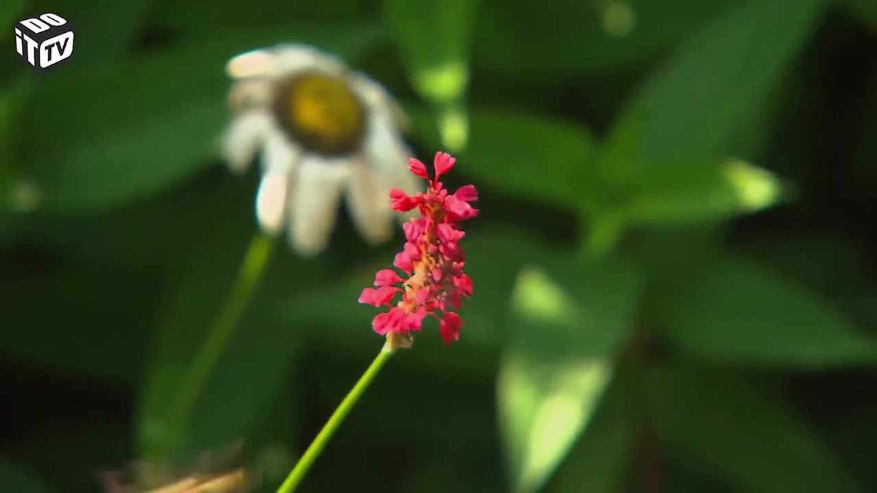 TOUT SUR LES ABEILLES ET LES GUEPES