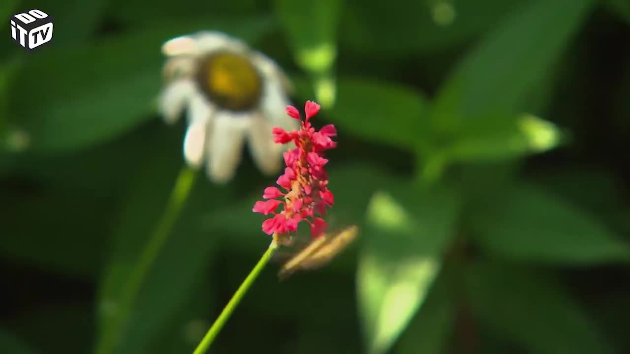 ALLES OVER BIJEN EN WESPEN
