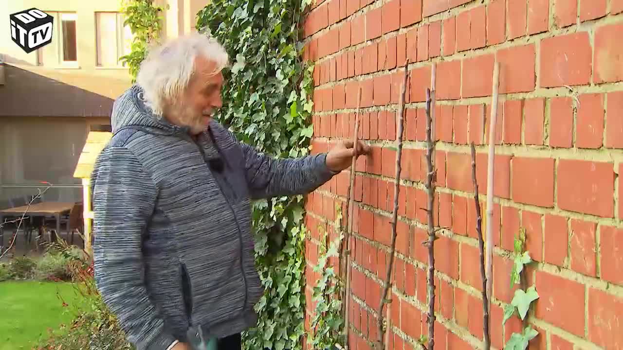 ESPALIER D'ARBRES FRUITIERS DANS LE JARDIN