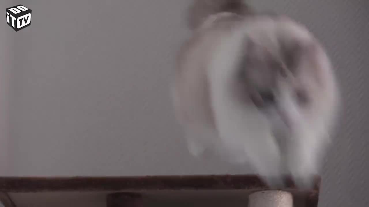 MAISON ADAPTÉE AUX ANIMAUX