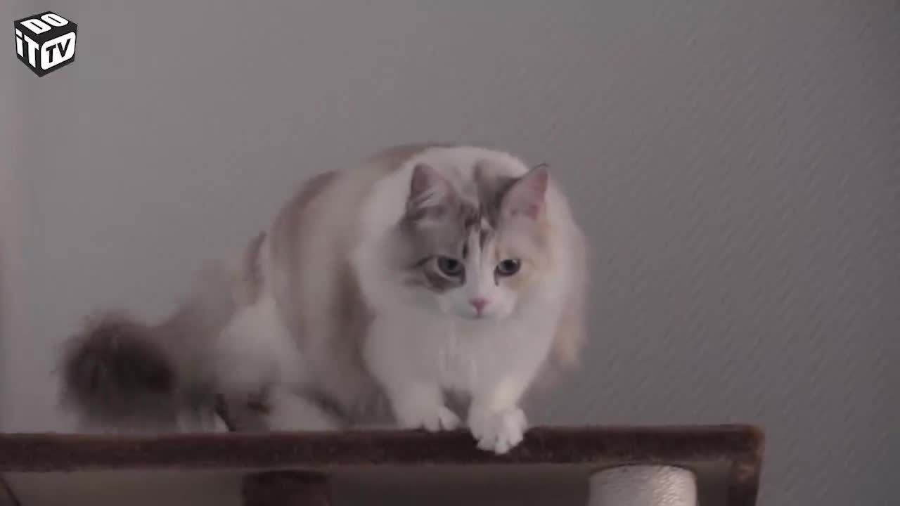 EEN HUISDIERPROOF HUIS