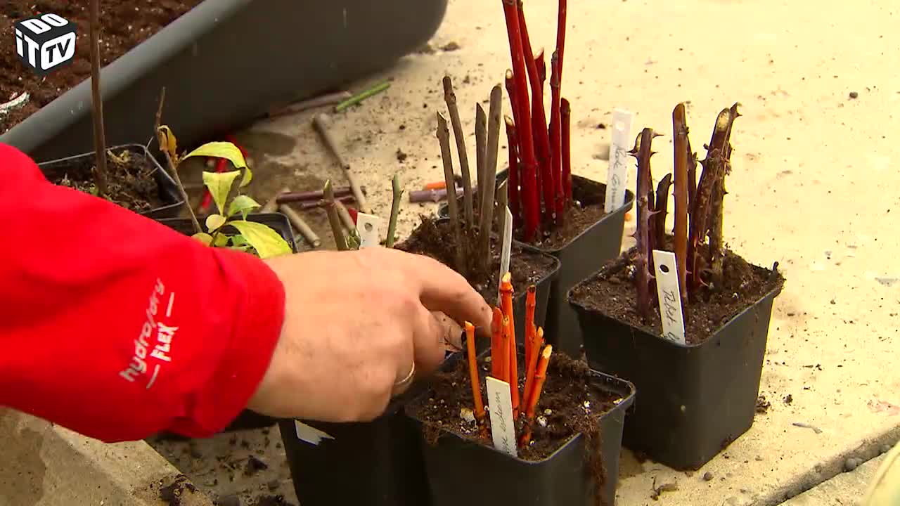 WINTERSTEKKEN VOOR JE TUIN