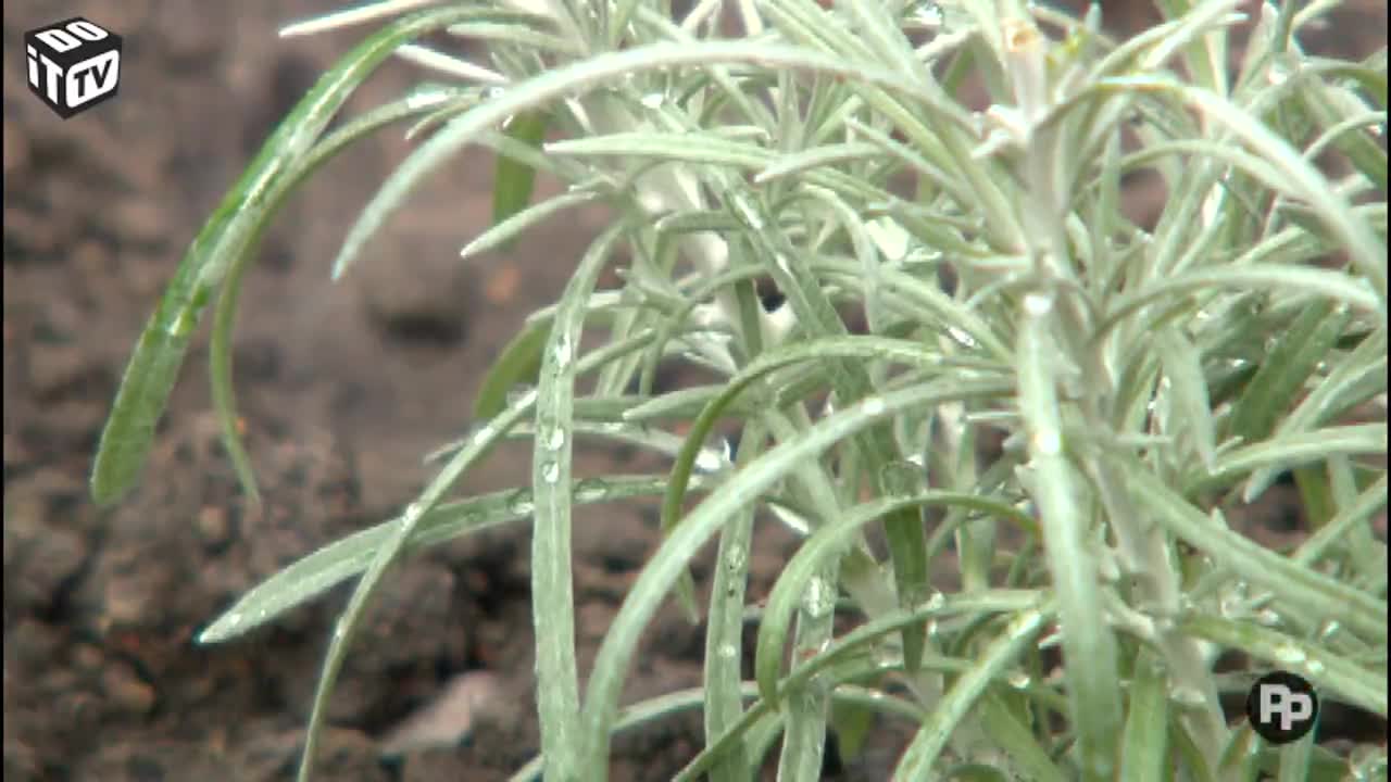 Jardin détrempé ou trop sec?