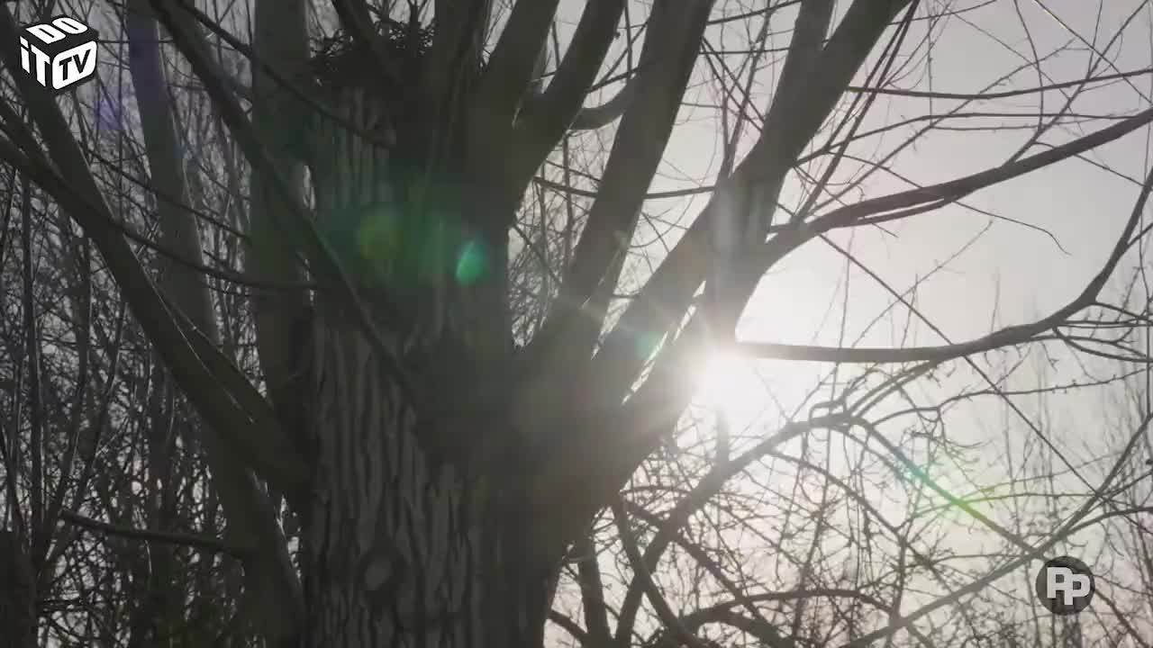Adaptez votre jardin aux oiseaux